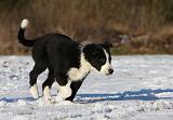 BORDER COLLIE 1046